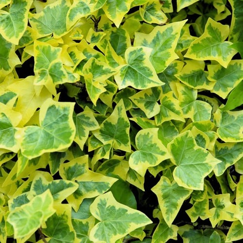 Klimop Goldchild Hedera Helix - Sixpack