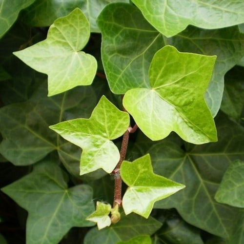 Klimop - Hedera Helix