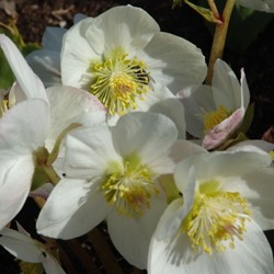 Helleborus Niger - Kerstroos, Nieskruid (Potplant)