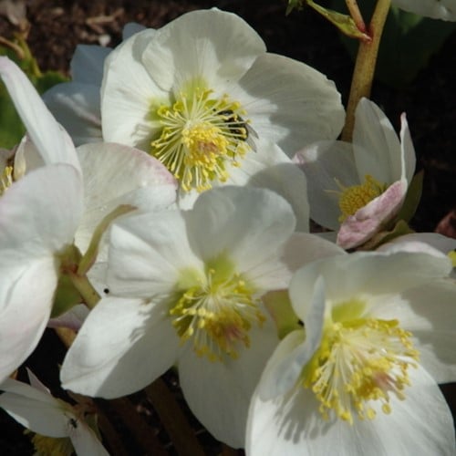 Helleborus Niger - Kerstroos, Nieskruid (Potplant)