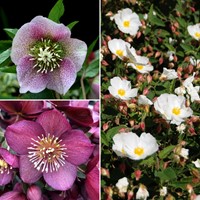 Helleborus orientalis Mix - Nieskruid Potplant (Driepack)