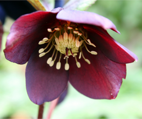 Helleborus Orientalis Pretty Ellen Red - Kerstroos / Lenteroos