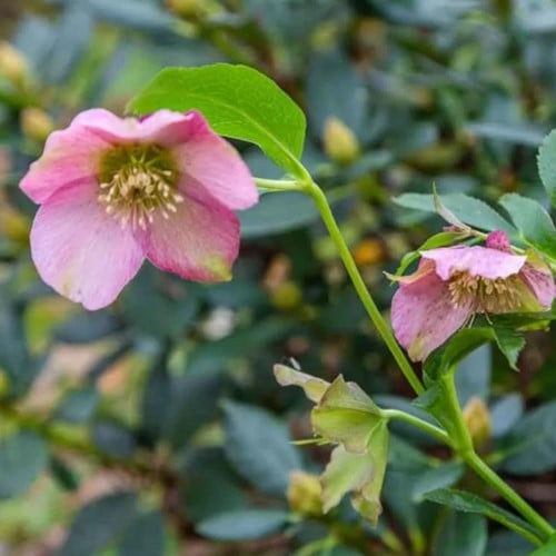 Helleborus orientalis Pretty Ellen Pink - Kerstroos / Lenteroos