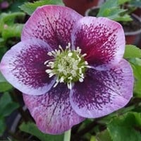 Helleborus orientalis Pretty Ellen Spotted - Kerstroos / Lenteroos