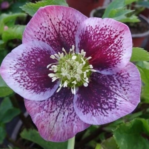Helleborus orientalis Pretty Ellen Spotted - Kerstroos / Lenteroos