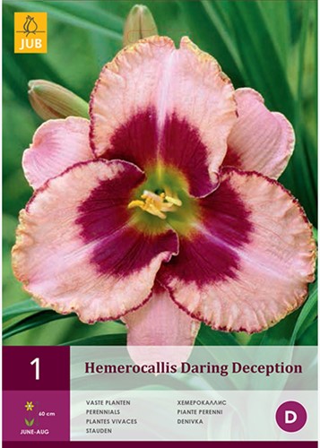 Hemerocallis Daring Deception - Daglelie
