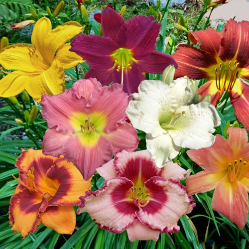 Hemerocallis Mix - Daglelie