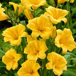Daglelie Stella d'Oro - Hemerocallis potplant (Sixpack)