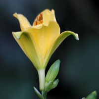 Daglelie Stella d'Oro - Hemerocallis potplant (Sixpack)-2