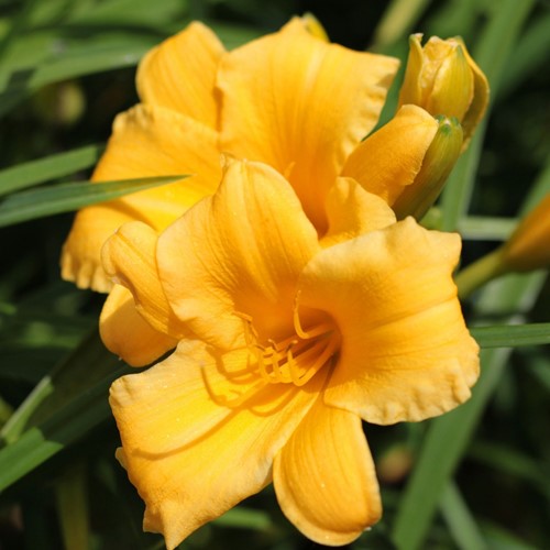 Daglelie Stella d'Oro - Hemerocallis potplant (Sixpack)