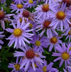 Herfstaster Prof. Anton Kippenberg - Aster Dumosus (Sixpack)