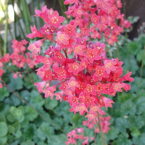 Heuchera Leuchtkäfer - Purperklokje