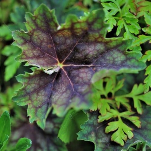 Heuchera villosa macrorrhiza - Purperklokje