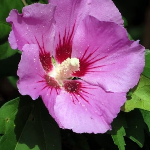 Altheastruik Woodbridge - Hibiscus