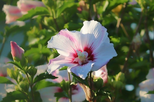 Hibiscus snoeien