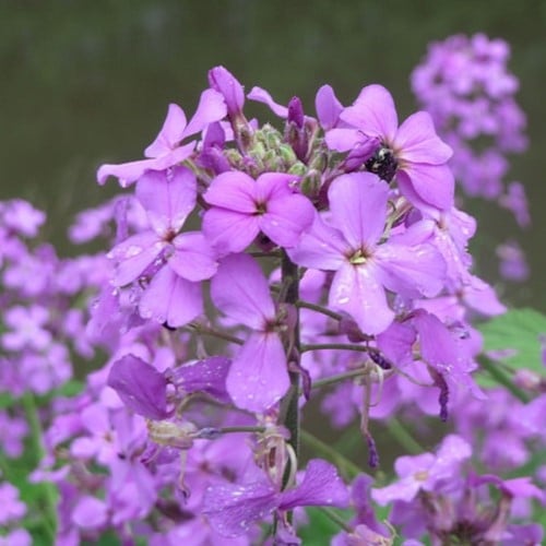 Hesperis matronalis - Damastbloem
