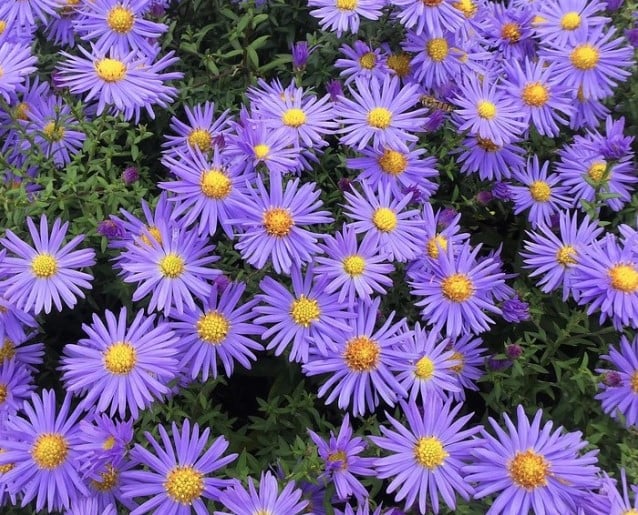 Aster ageratoides sales