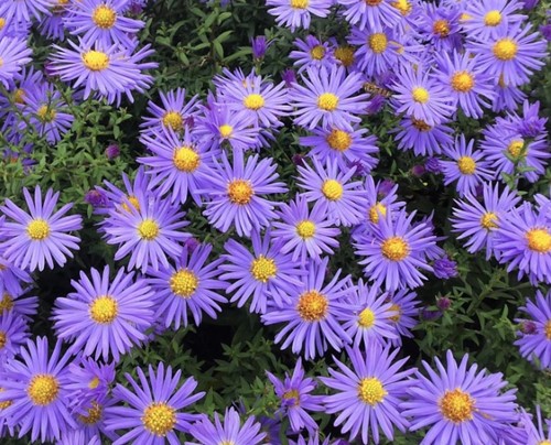 Aster ageratoides Asran - Herfstaster