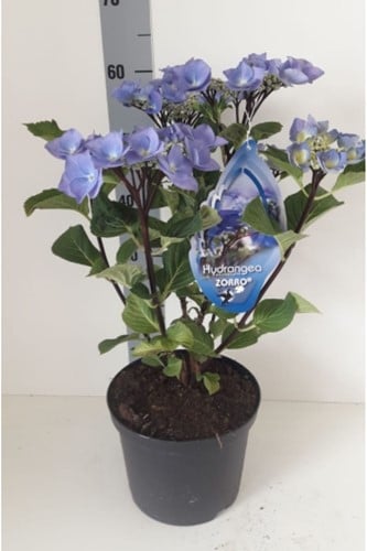 Hortensia Black Steel Blauw - Hydrangea macrophylla Zorro
