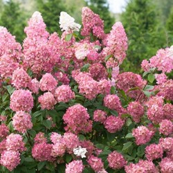 Hortensia Pinky Winky® - Hydrangea paniculata