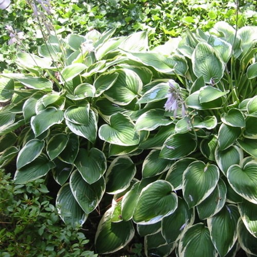 Hosta Francee - Hartlelie (Potplant)