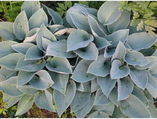 Hosta Halcyon - Hartlelie (Potplant)