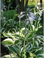 Witte Hosta Patriot - Hartlelie (Potplant)