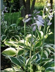Witte Hosta Patriot - Hartlelie (Potplant)