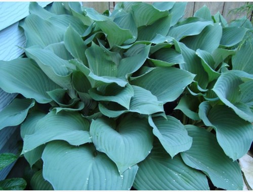 Hosta Sieboldii Blauwe / Sieboldiana - Hartlelie