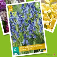 Hyacinthoides hispanica Blauw Spaanse Boshyacinten
