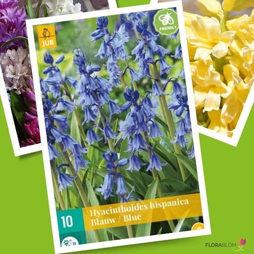 Hyacinthoides hispanica Blauw Spaanse Boshyacinten