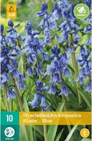 Hyacinthoides hispanica Blauw Spaanse Boshyacinten-2
