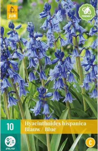 Hyacinthoides hispanica Blauw Spaanse Boshyacinten-2