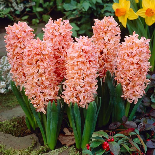Hyacint Gipsy Queen - Hyacinthus