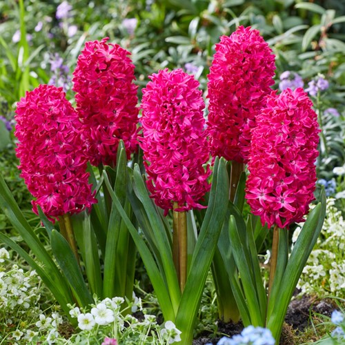 Hyacint Jan Bos - Hyacinthus
