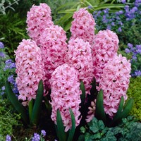 Hyacint Pink Surprise - Hyacinthus