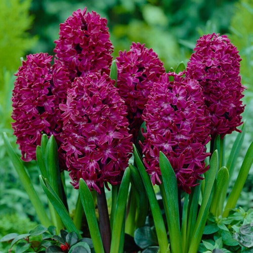 Hyacint Woodstock - Hyacinthus