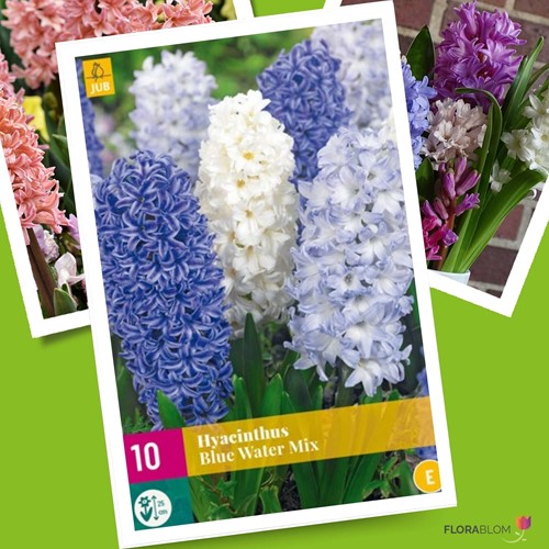Hyacinten Blue Water Mix - Hyacinthus