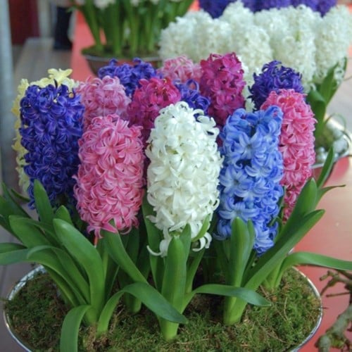 Hyacinten Fantasie Mix - Hyacinthus (XL)