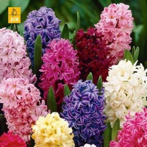 Hyacinten Fantasie Mix - Hyacinthus