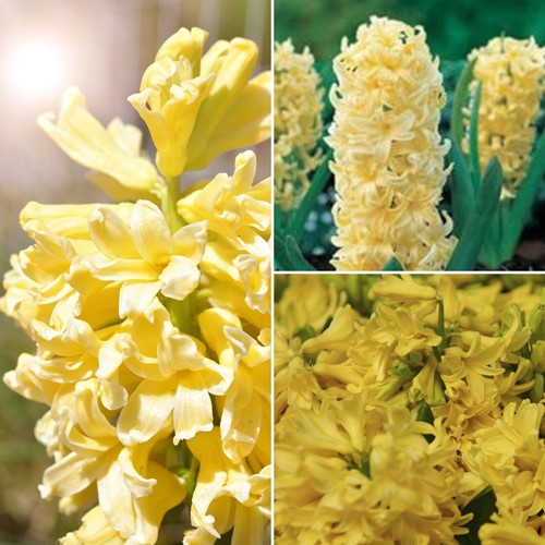 Hyacint City of Haarlem - Hyacinthus
