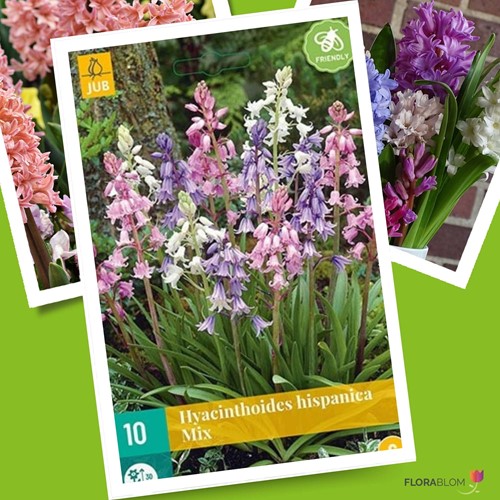Hyacinthoides Hispanica Mix Spaanse Boshyacinten