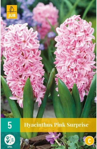 Hyacint Pink Surprise - Hyacinthus