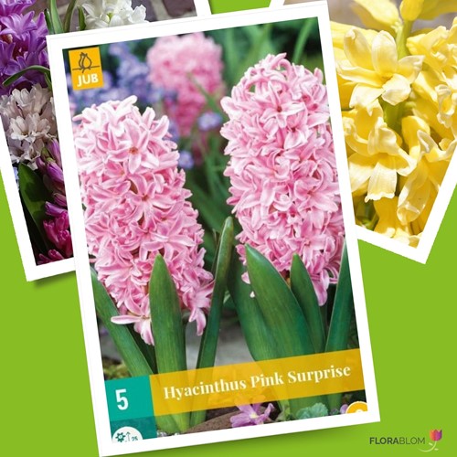Hyacint Pink Surprise - Hyacinthus-2