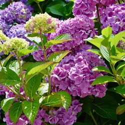 Hortensia Roze - Hydrangea