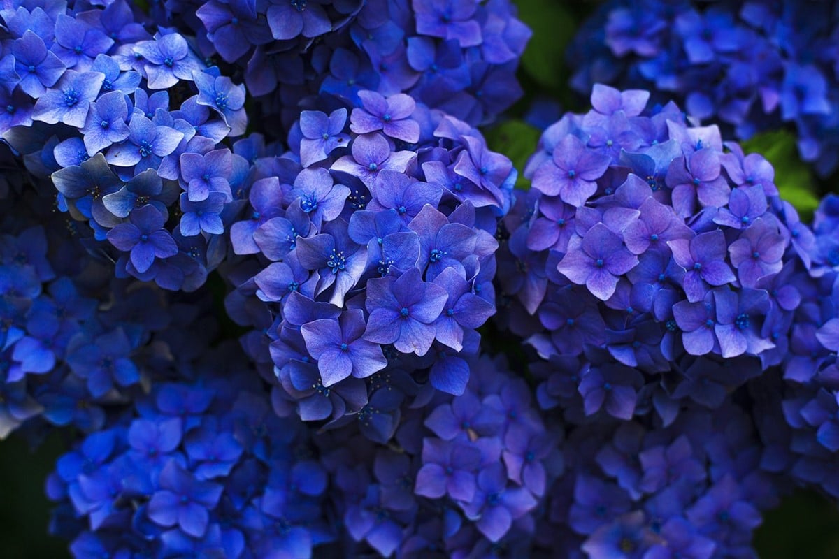 Hortensia snoeien