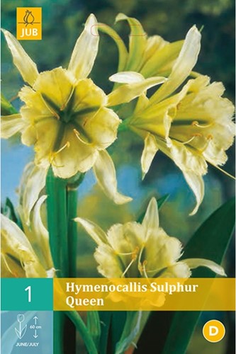 Hymenocallis Sulphur Queen - Ismene