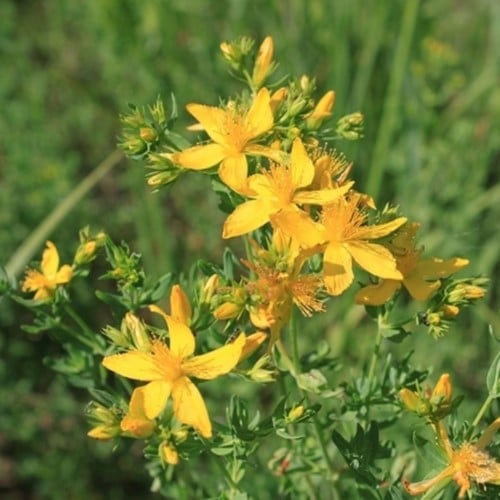 Hypericum Inodorum Magical - Hetshooi