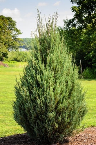 Jeneverbes Compressa - Juniperus communis