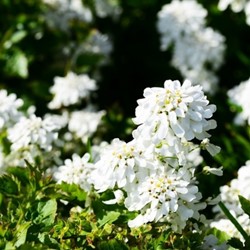 Scheefbloem Weisser Zwerg - Iberis sempervirens